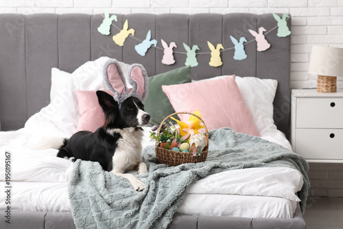 Cute Border Collie dog in b...