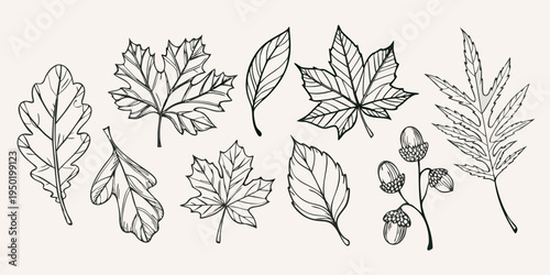 Delicate botanical illustration featuring various leaves and acorn branches
