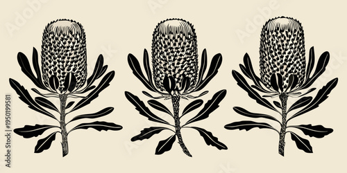 Detailed botanical illustration of three banksia flower spikes with leaves