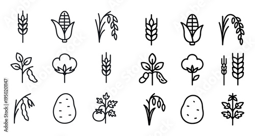 Agriculture icons with wheat corn potato outline