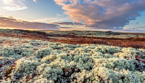 Ground cover field illuminated by sunset. Scenic landscape with sky, perfect for nature articles