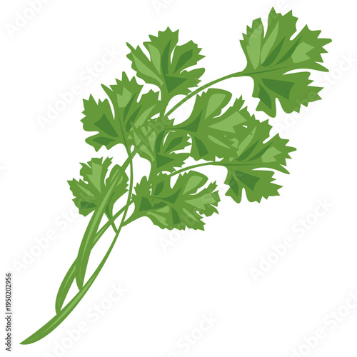 Fresh cilantro herb leaves for cooking and garnish on a transparent background