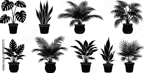 Set of indoor house plant black silhouette icons with monstera snake plant palm and pothos in pots on white background.