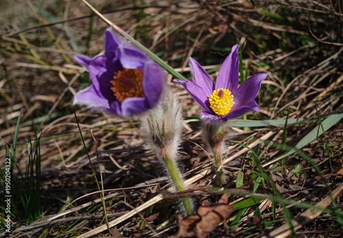 Cuadro en lienzo Two purple pasque flowers (Pulsatilla grandis) growing in dry grassland on a sunny spring day near Fehér-kő in the Bükk Mountains, Hungary