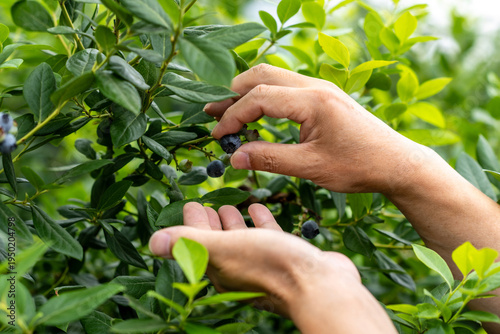 Organic Blueberry Picking