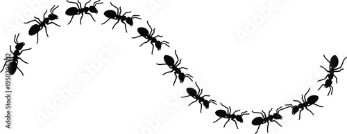 Ant trail silhouette formation, black ants walking in curved line path isolated on white background, vector illustration insect colony concept