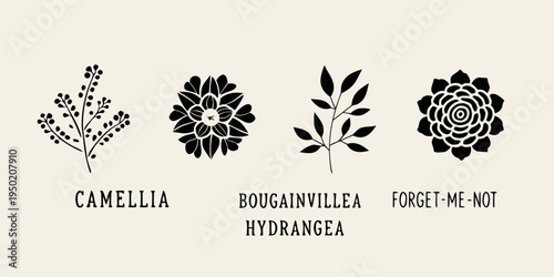 Floral botanical illustrations with names of camellia bougainvillea and hydrangea