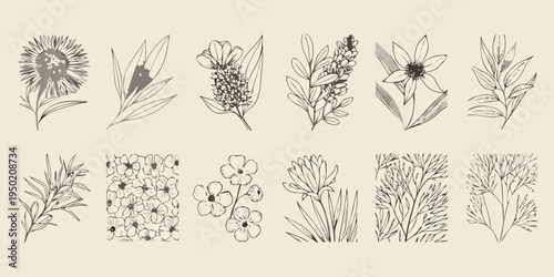Botanical illustration featuring various sketched wildflowers and foliage designs