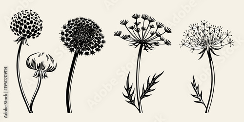 Detailed botanical illustration of various flowering seed heads and foliage