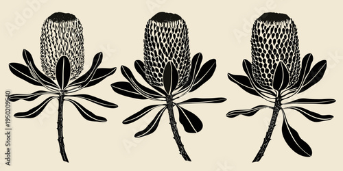 Three protea flowers illustrated in a minimalist black and white style