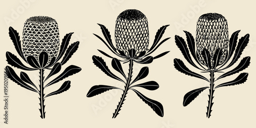 Three banksia flowers with leaves illustrated in a vintage botanical style