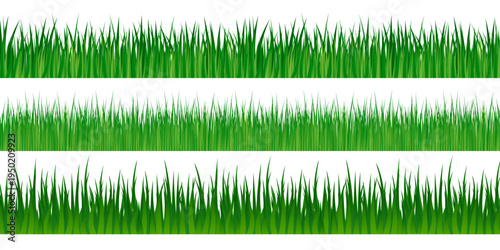 Green grass, isolated vector illustration.