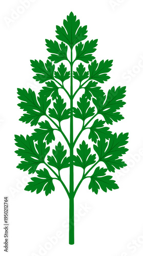 A graphic illustration of a green Parsley plant's leaf