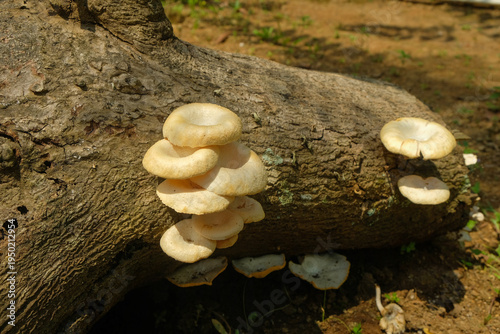 Obraz na plátně Close-up of oyster mushrooms growing in clusters on a decaying log
