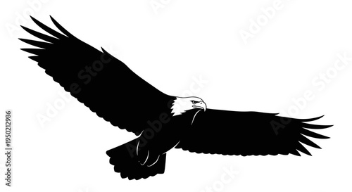 Majestic Bald Eagle Flying with Wings Spread Against White Background.