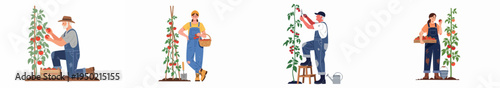 Set of vector illustrations depicting people of different ages harvesting ripe red tomatoes from vines into baskets and crates in a vegetable garden.