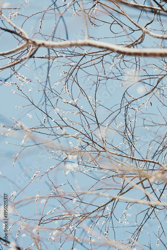 Tree buds with clear sky
