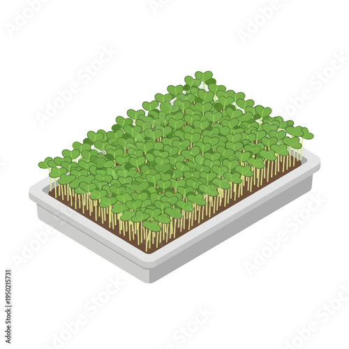 Freshly grown microgreens in a rectangular tray, ready for harvest.