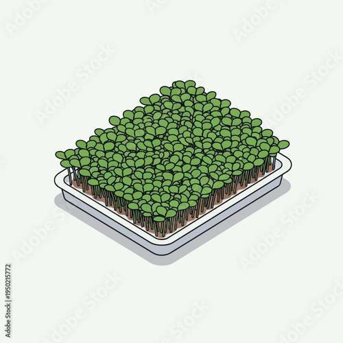 Freshly Grown Microgreens in a Rectangular Tray.