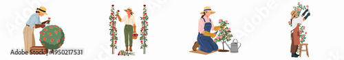 Set of flat vector illustrations of women gardeners pruning and harvesting roses from bushes and trellises, isolated on a white background.
