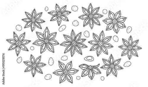 Star anise spice sketch collection with hand drawn aromatic seed pods vintage botanical vector illustration for cooking book and food packaging isolated on white background