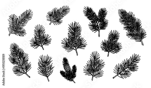 Fir tree branch sketch collection with evergreen pine foliage botanical drawing for forest and winter nature designs isolated on white background vector illustration