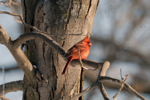 cardinal on a branch
