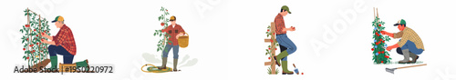 Collection of illustrations featuring a male farmer tending to tomato plants, including harvesting, pruning, and watering tasks in a backyard garden.