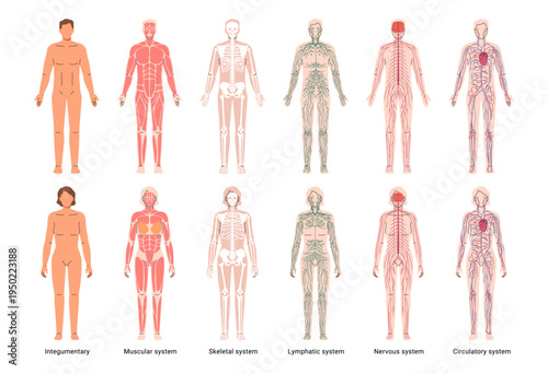Male and female common body systems depiction. Vector integumentary and skeletal, muscular and nervous,cardiovascular and lymphatic. Homeostasis and overall health. Anatomy educational poster