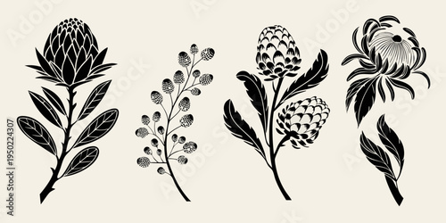Elegant botanical illustration featuring protea flowers and leafy stems