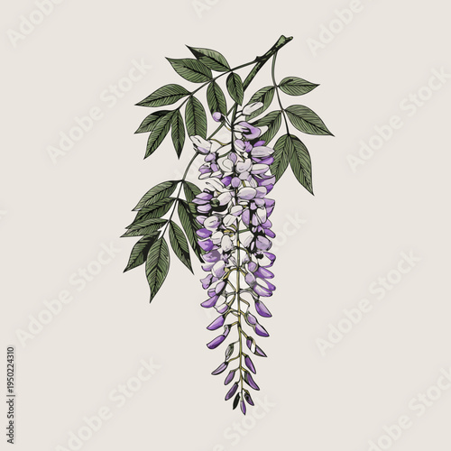 Delicate botanical illustration of blooming wisteria with lush green foliage