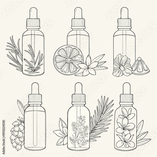 Elegant line art illustration of essential oil bottles with botanical elements