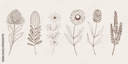 Delicate botanical illustration featuring various sketched wildflowers and grasses