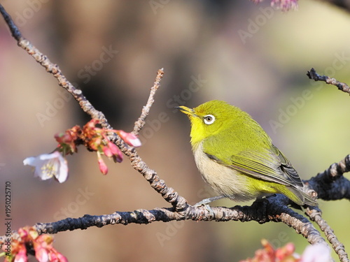 春の訪れ（開花したあたみ桜とメジロ）