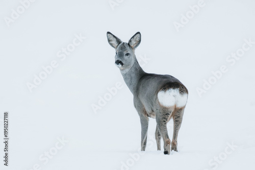 White-tailed deer in snow