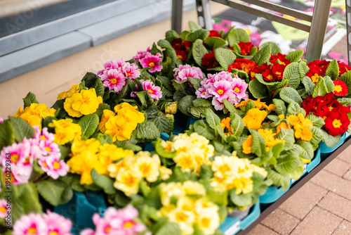 Various types of flowers are displayed in pots on a metal stand outside a shop. The bright colors attract attention to the spring blooms on a sunny day