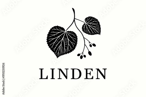 A simple black and white illustration of a linden branch with leaves