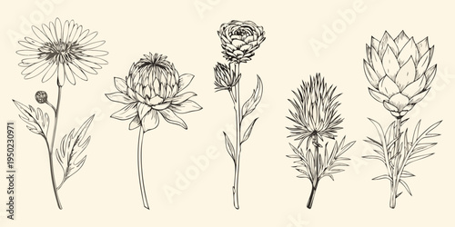 Vintage botanical illustration of various wildflowers and foliage designs
