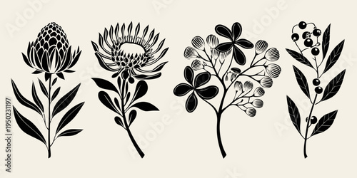 Elegant botanical illustration featuring protea and eucalyptus plant stems