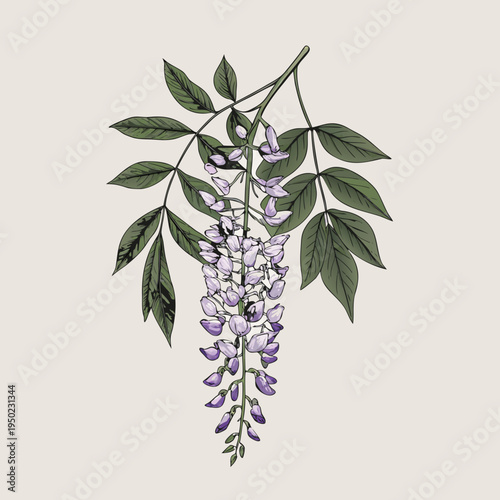 A delicate illustration of blooming wisteria with lush green foliage