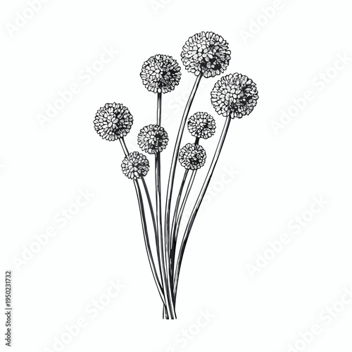 A delicate black and white botanical illustration of allium flowers