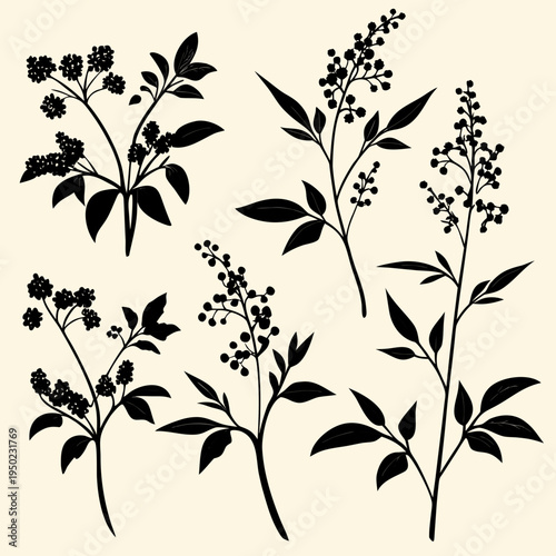 Black silhouettes of various flowering plant branches and leaves