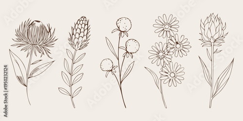 Vintage botanical illustration featuring a variety of sketched wildflower species