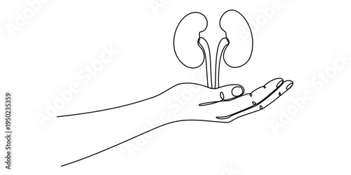 Minimalist continuous line drawing of a human hand holding a pair of healthy human kidney organs