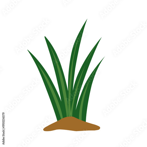Vector green grass growing in fertile soil. Green grass illustration. Simple grass design