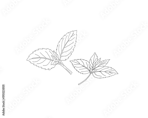Mint leaves botanical line art illustration. Peppermint herb plant leaf hand drawn vector. Organic herbal ingredient outline drawing. Aromatic kitchen herb botanical sketch. Natural plant foliage mini