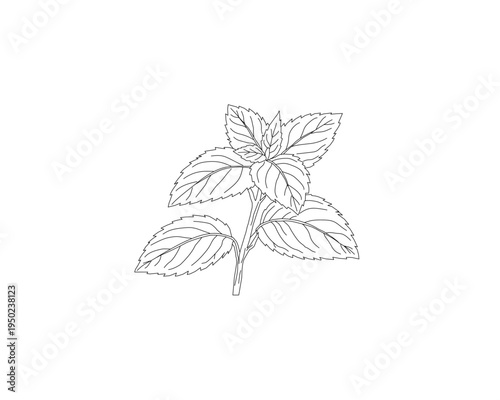 Mint leaves botanical line art illustration. Peppermint herb plant leaf hand drawn vector. Organic herbal ingredient outline drawing. Aromatic kitchen herb botanical sketch. Natural plant foliage mini