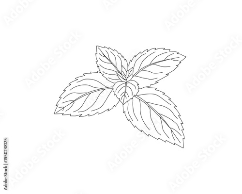 Mint leaves botanical line art illustration. Peppermint herb plant leaf hand drawn vector. Organic herbal ingredient outline drawing. Aromatic kitchen herb botanical sketch. Natural plant foliage mini