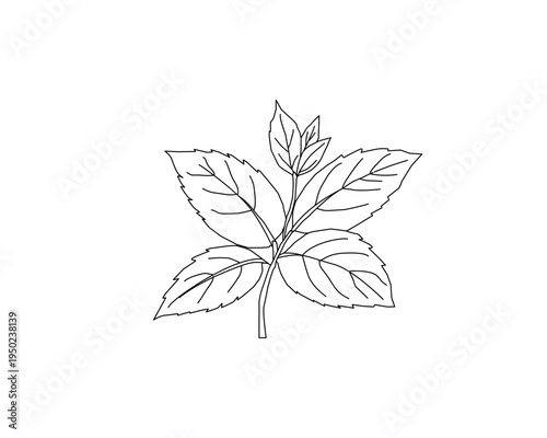 Mint leaves botanical line art illustration. Peppermint herb plant leaf hand drawn vector. Organic herbal ingredient outline drawing. Aromatic kitchen herb botanical sketch. Natural plant foliage mini
