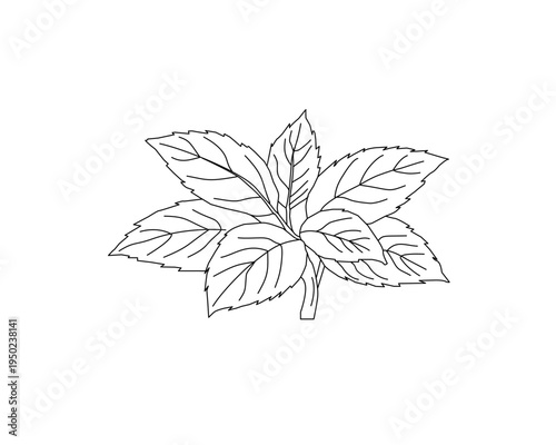 Mint leaves botanical line art illustration. Peppermint herb plant leaf hand drawn vector. Organic herbal ingredient outline drawing. Aromatic kitchen herb botanical sketch. Natural plant foliage mini
